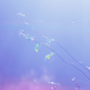 兽皇videos极品另类仙踪林
